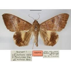 /filer/webapps/moths/media/images/V/violacea_Achaea_PT_RMCA_01.jpg