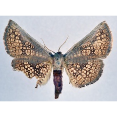 /filer/webapps/moths/media/images/T/tyrannica_Cecidothyris_AF_NHMO.jpg