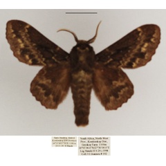/filer/webapps/moths/media/images/O/obscura_Cymatopacha_AM_TMSA.jpg