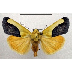 /filer/webapps/moths/media/images/G/guttifera_Acontia_AM_Fiebig.jpg