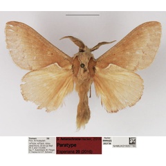 /filer/webapps/moths/media/images/H/heterochroma_Stoermeriana_PTM_NHMUK_02.jpg