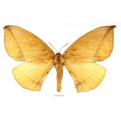 /filer/webapps/moths/media/images/S/scutaea_Acrojana_AF_Basquin_02.jpg