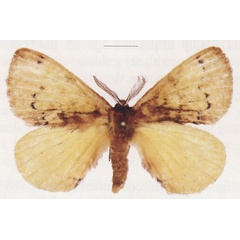 /filer/webapps/moths/media/images/A/alfredi_Cryptojana_HT_ANHRT.jpg