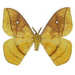 /filer/webapps/moths/media/images/A/andriai_Maltagorea_AM_Basquin_02.jpg