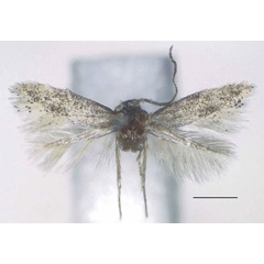 /filer/webapps/moths/media/images/C/cuspidis_Urodeta_PTM_RMCA.jpg