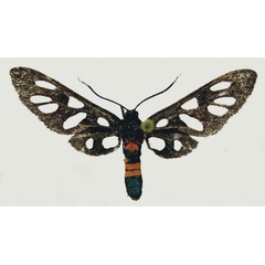 /filer/webapps/moths/media/images/D/damarensis_Amata_AM_deFreina.jpg