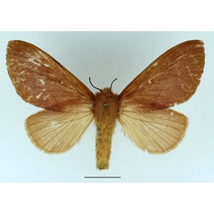 /filer/webapps/moths/media/images/S/sogai_Acosmetoptera_AF_Basquin_02.jpg