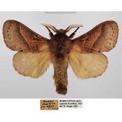 /filer/webapps/moths/media/images/C/capicola_Bombycopsis_AM_TMSA.jpg