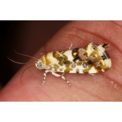 /filer/webapps/moths/media/images/T/transfigurata_Metapioplasta_A_Heyns_01.JPG