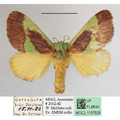 /filer/webapps/moths/media/images/G/gravidipes_Hilipoda_A_MGCLa_03.JPG