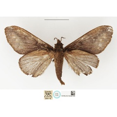 /filer/webapps/moths/media/images/F/fusca_Taragama_STF_NHMUK.jpg