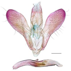 /filer/webapps/moths/media/images/C/curvatum_Cryptolectica_GMHT_RBINS.jpg