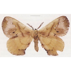 /filer/webapps/moths/media/images/S/sandyi_Cryptojana_HT_ANHRT.jpg