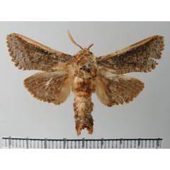 /filer/webapps/moths/media/images/M/macroptera_Teragra_HT_TMSA.jpg