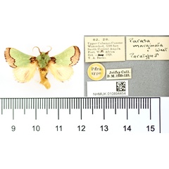 /filer/webapps/moths/media/images/M/marginata_Parasa_PT_BMNH.jpg