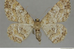 Cleora subcincta longifibulata
