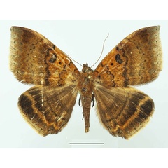 /filer/webapps/moths/media/images/M/macronephra_Achaea_AF_Basquin.jpg