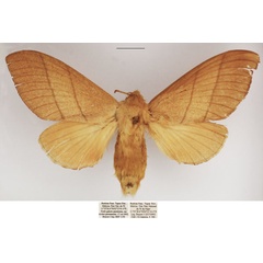 /filer/webapps/moths/media/images/O/ondulosa_Euphorea_AF_TMSA.jpg