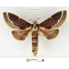 /filer/webapps/moths/media/images/M/misanum_Streblote_AF_NHMUK_01.jpg