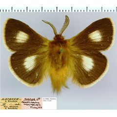 /filer/webapps/moths/media/images/M/megaplaga_Mesocelis_HT_NMB.jpg