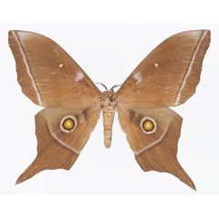 /filer/webapps/moths/media/images/L/longicaudata_Imbrasia_AM_Basquina.jpg