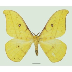 /filer/webapps/moths/media/images/F/flavinata_Tagoropsis_AM_Basquina.jpg