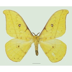 /filer/webapps/moths/media/images/F/flavinata_Tagoropsis_AM_Basquina.jpg