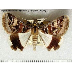 /filer/webapps/moths/media/images/O/oppia_Cerocala_AM_OUMNH.jpg