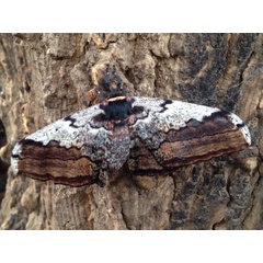 /filer/webapps/moths/media/images/S/semialba_Athletes_A_Westrop.jpg