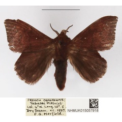 /filer/webapps/moths/media/images/C/castanea_Leipoxais_AM_NHMUK_01.jpg