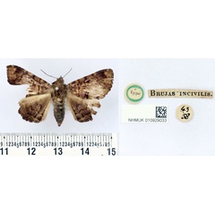 /filer/webapps/moths/media/images/I/incivilis_Brujas_HT_BMNH.jpg