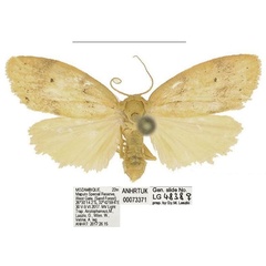 /filer/webapps/moths/media/images/Q/quilimanensis_Spatulosia_AM_ANHRT_01.jpg
