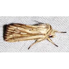 /filer/webapps/moths/media/images/I/internata_Mythimna_A_Braun_07.jpg