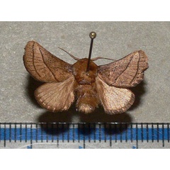 /filer/webapps/moths/media/images/C/convergens_Neomocena_A_Goff_02.jpg