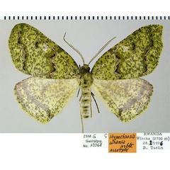 /filer/webapps/moths/media/images/U/urania_Hypochrosis_AT_ZSM.jpg