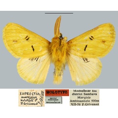 /filer/webapps/moths/media/images/M/marojejya_Euproctis_HT_MNHN.jpg