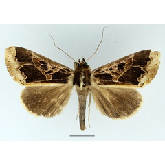 /filer/webapps/moths/media/images/C/conflua_Euminucia_AM_Basquin_02.jpg