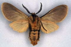 Metarctia upembae