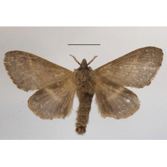 /filer/webapps/moths/media/images/O/obscurior_Bombycopsis_AF_MGCLb_02.JPG