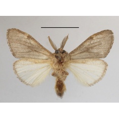 /filer/webapps/moths/media/images/B/biliturata_Rhenea_AM_MGCLb_01.JPG