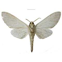 /filer/webapps/moths/media/images/I/iringaensis_Neoclanis_HT_EMEMb.jpg