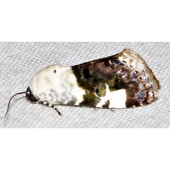 /filer/webapps/moths/media/images/C/caffraria_Acontia_A_Braun_04.jpg