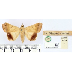/filer/webapps/moths/media/images/E/expedita_Ophisma_ST_BMNH.jpg