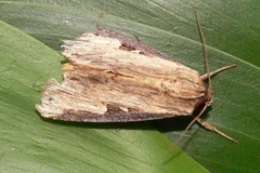 Neostichtis nigricostata