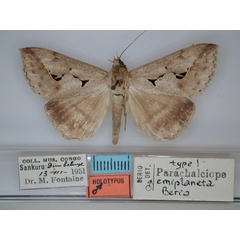 /filer/webapps/moths/media/images/E/emiplaneta_Parachalciope_HT_RMCA_01.jpg