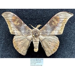 /filer/webapps/moths/media/images/G/garnieri_Orthogonioptilum_AM_Hluchy.jpg