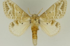 Eucraera gemmata