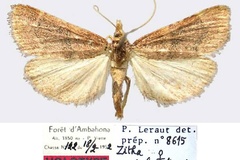 Zitha ambahonalis