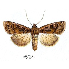 /filer/webapps/moths/media/images/F/fictilis_Euxoa_Hubner_479.jpg