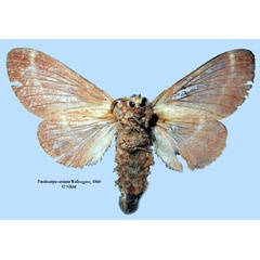 /filer/webapps/moths/media/images/C/carinata_Poecilocampa_HT_SNHMb.jpg